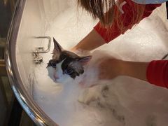 -PETKIT小佩宠物·低压洗护(国顺东路店)