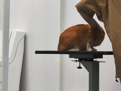 -爱洗澡的猫(天河路店)