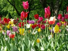 郁金香园-长春公园(普阳街道)