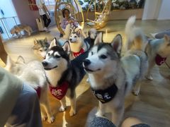 -Husky Go! 哈士奇体验馆·宠物咖啡厅狗咖