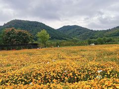 -径山花海