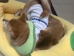 -逗柴咖啡屋·狗咖猫咖宠物桌游
