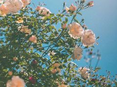 -圣母百花圣殿