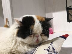 -猫小院猫主题餐厅(三里屯店)