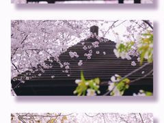 -顾村公园
