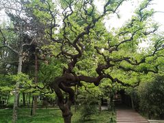 -大慈恩寺(大雁塔)