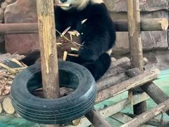 -五龙山野生动物王国