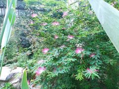 -南山植物园