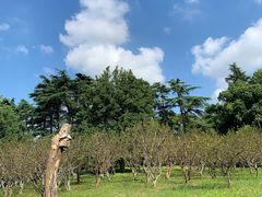 -上海共青森林公园