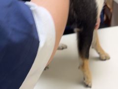 -全心全意连锁动物医院·微创中心·内科急重症·心脏专科(丰管路店)
