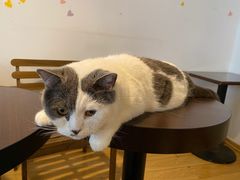 -Cappucimeow猫咪咖啡馆(韦伯时代店)