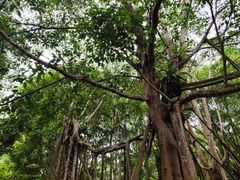 -中国科学院西双版纳热带植物园