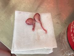 -瑞派福兴宠物医院犬猫全科·骨科·中西医结合(河东店)