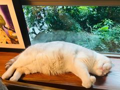 -咖法森林·咖啡  酒吧(天河店)