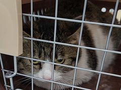 -纳吉亚猫专科动物诊疗中心(蒋宅口分院)