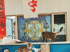 -猫小院猫主题餐厅(南锣旗舰店)