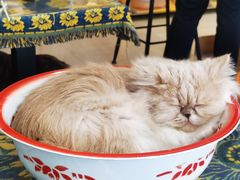 -平行世界·猫咖(首经贸店)