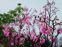 -聚龙山公园