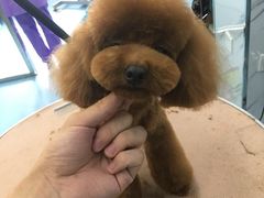 -瑞派宠物医院·24小时骨科·心脏·核磁(哈尔滨南岗店)