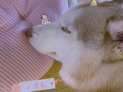 -Husky Go! 哈士奇体验馆·宠物咖啡厅狗咖
