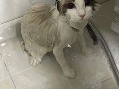 -佳雯宠物医院(金华南路分院)