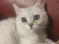 -仁华宠物医院(青羊店)