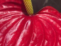 -谷莠子花艺·气球派对·绿植造景·花艺沙龙(金光华广场店)