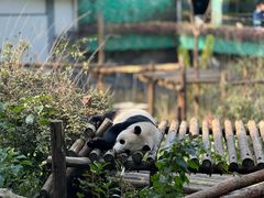 -红山森林动物园