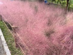 -梁鸿国家湿地公园