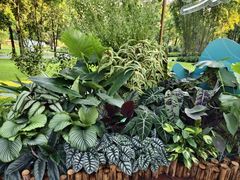 -云溪植物园