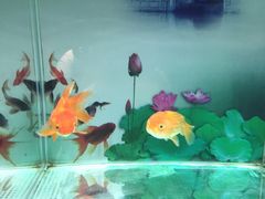 -北戴河圣蓝海洋公园