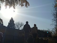 -三里屯东五街银杏大道