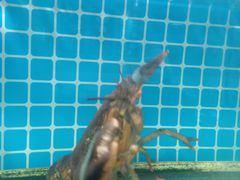 -兆辉木炭海鲜烧烤·海鲜小炒