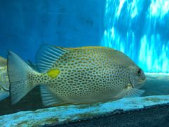 -北戴河圣蓝海洋公园