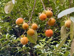 -宁波余姚老柿林山居度假村