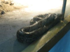 android_upload_pic-西安秦岭野生动物园