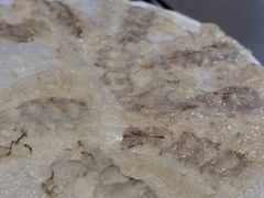 -官塘陈记鱼生·潮汕砂锅粥·牛肉火锅(潮枫路总店)