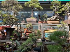 -曲阳花鸟市场(曲阳路店)