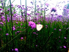 -杭州城北体育公园