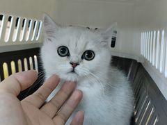 -小猫来了·猫舍(红山六九七九店)
