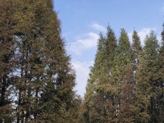 -桤木河湿地公园