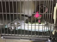 -爱侣·安琦尔宠物医院·中兽医针灸·心内科·狂犬免疫点(宝山区院)