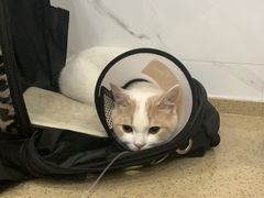 -伟伟宠物医院·CT影像中心·瑞派犬猫综合性门诊(汉口总院)