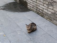 -西安大兴善寺