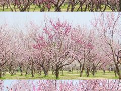 -蜀冈西峰生态公园