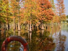 -白鹭湾湿地公园