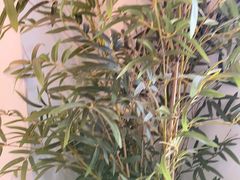 -耳艺采耳·足疗·按摩SPA(市桥店)
