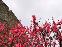 -阅江楼风景区