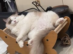 -猫小院猫主题餐厅(南锣旗舰店)