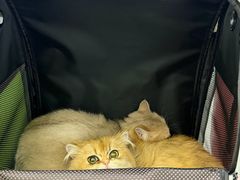 -北京观赏动物医院·24小时大型综合·猫专科·异宠专科